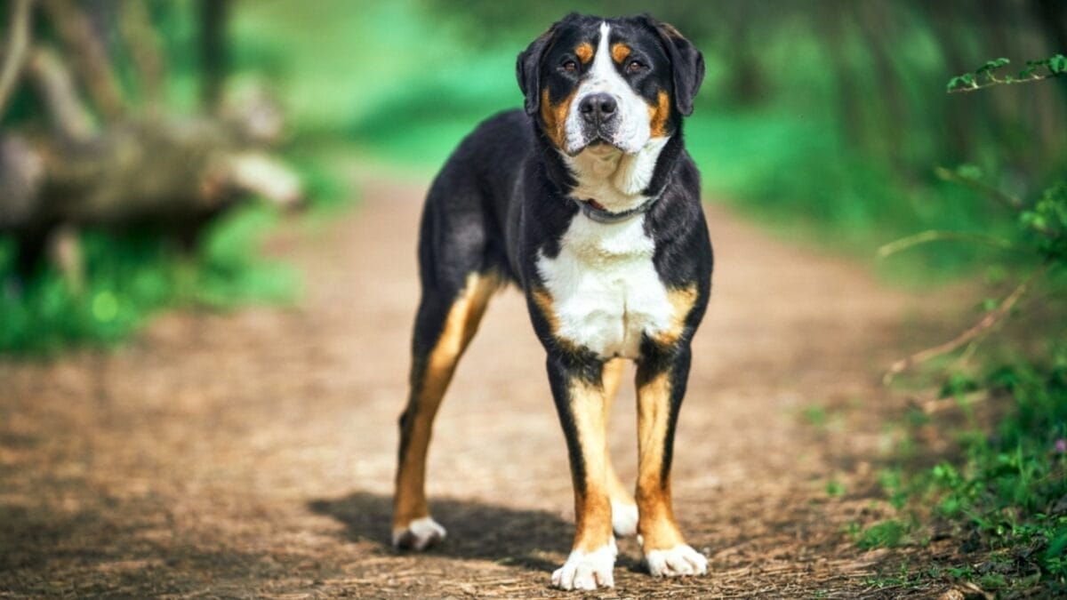10 Things That Make Greater Swiss Mountain Dogs Truly Special 3 10 Things That Make Greater Swiss Mountain Dogs Truly Special - greater swiss mountain dog extinct ss2448563019