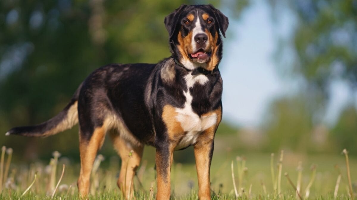 10 Majestic Mountain Dog Breeds You’ll Want in Your Life 9 10 Majestic Mountain Dog Breeds You’ll Want in Your Life - greater swiss mountain dog giant ss2320407337