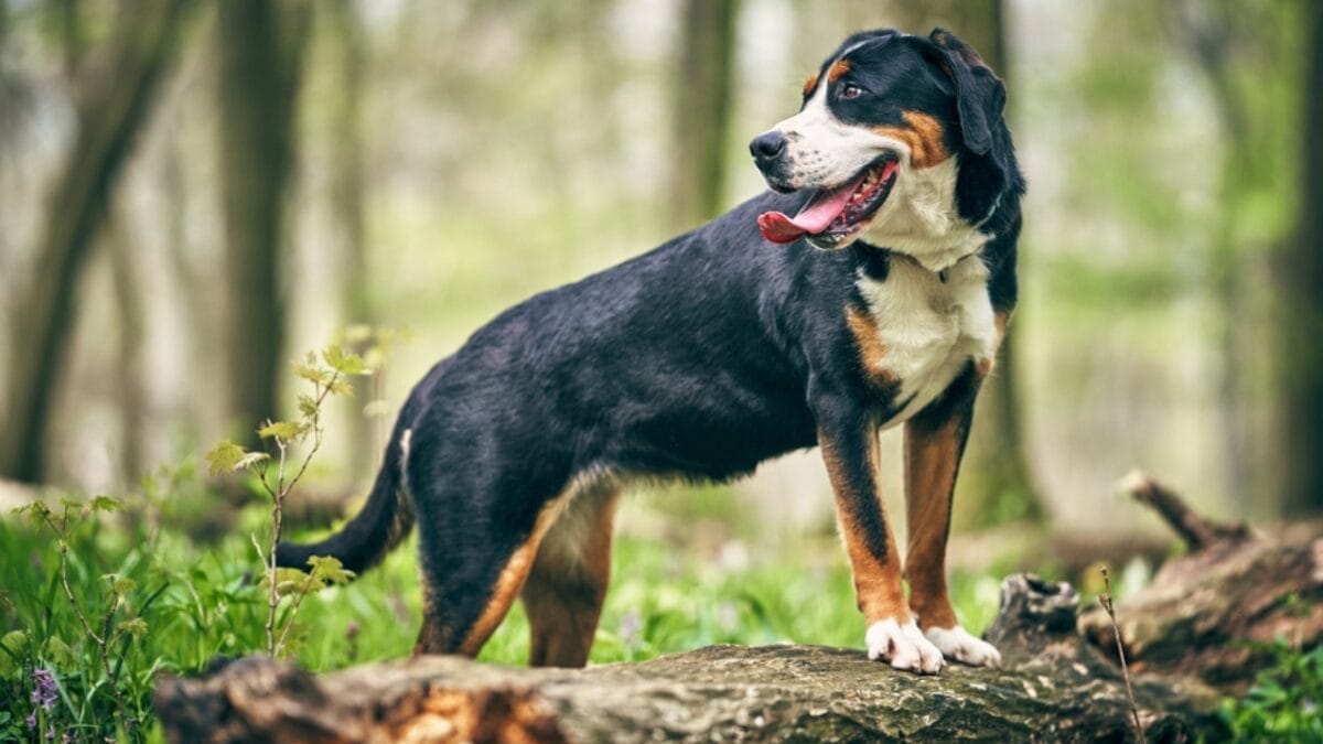 These Dog Breeds Have the Shortest Lifespans—One Breed Lives Just 5 Years - greater swiss mountain dog giant ss2447564217