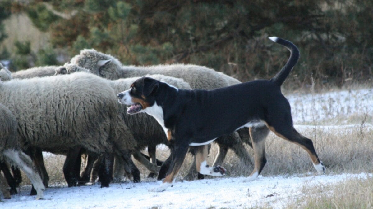 10 Things That Make Greater Swiss Mountain Dogs Truly Special 4 10 Things That Make Greater Swiss Mountain Dogs Truly Special - greater swiss mountain dog herding ss1236094096