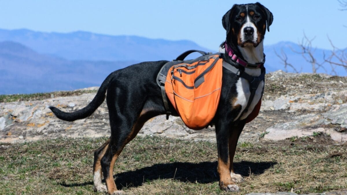 10 Things That Make Greater Swiss Mountain Dogs Truly Special 2 10 Things That Make Greater Swiss Mountain Dogs Truly Special - greater swiss mountain dog in mountain ss1103682812