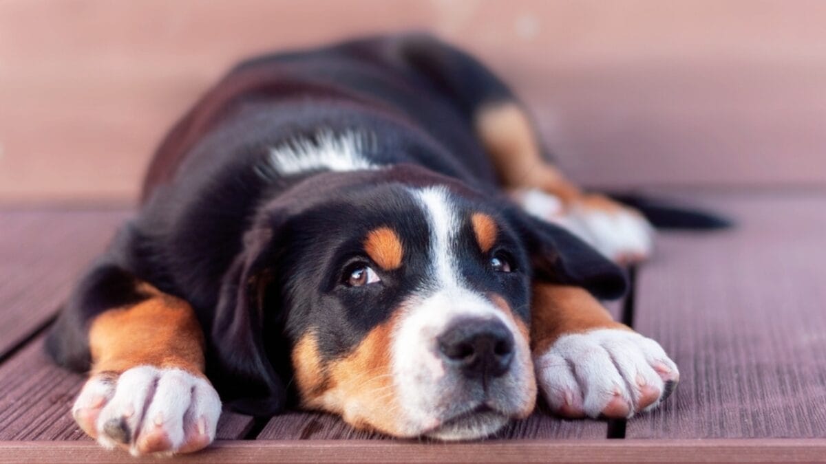 10 Things That Make Greater Swiss Mountain Dogs Truly Special 5 10 Things That Make Greater Swiss Mountain Dogs Truly Special - greater swiss mountain dog marking ss2065496507