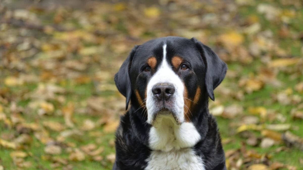 10 Things That Make Greater Swiss Mountain Dogs Truly Special 8 10 Things That Make Greater Swiss Mountain Dogs Truly Special - greater swiss mountain dog mature ss1529421353