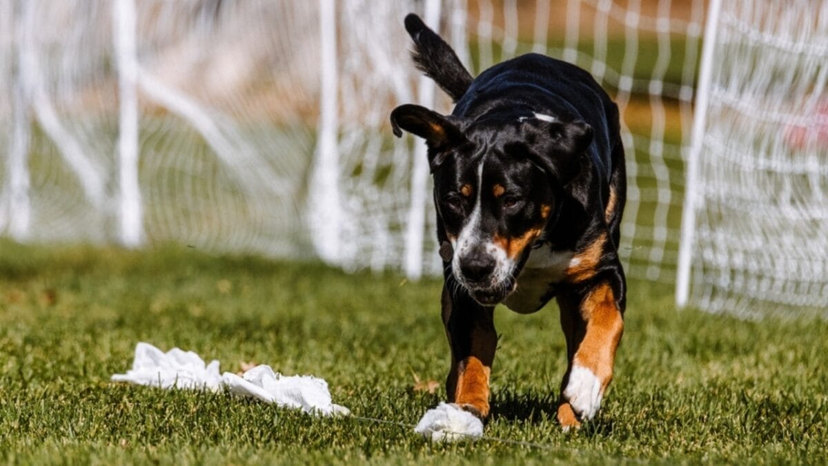 10 Things That Make Greater Swiss Mountain Dogs Truly Special 9 10 Things That Make Greater Swiss Mountain Dogs Truly Special - greater swiss mountain dog sports ss2442113513