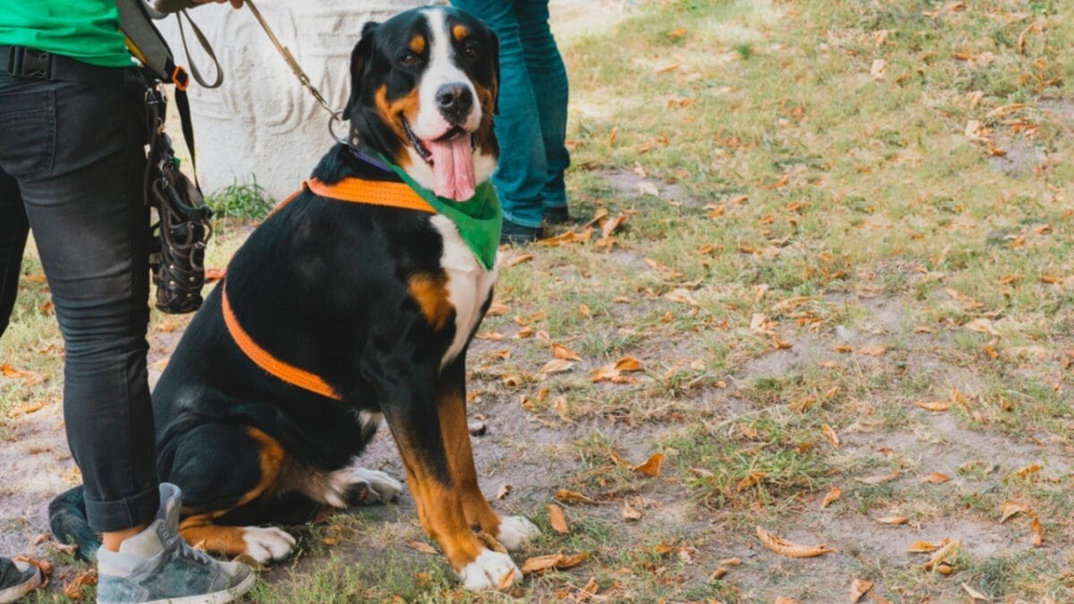 10 Things That Make Greater Swiss Mountain Dogs Truly Special 10 10 Things That Make Greater Swiss Mountain Dogs Truly Special - greater swiss mountain dog with owner ss1528550762