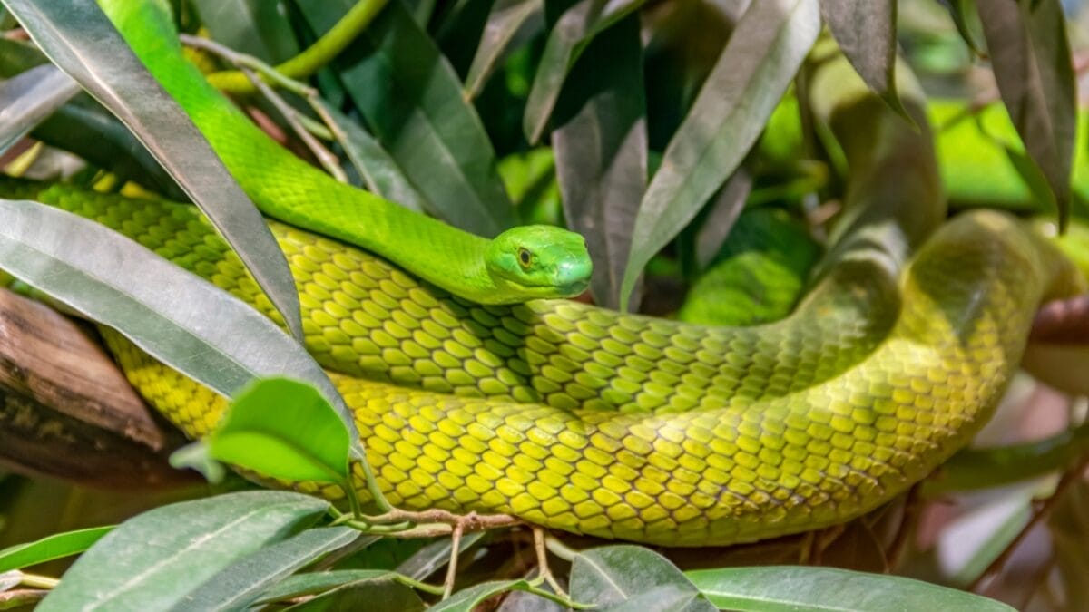 20 of the Most Colorful Snakes You'll Ever See 5 20 of the Most Colorful Snakes You'll Ever See - green mamba ss1558291019