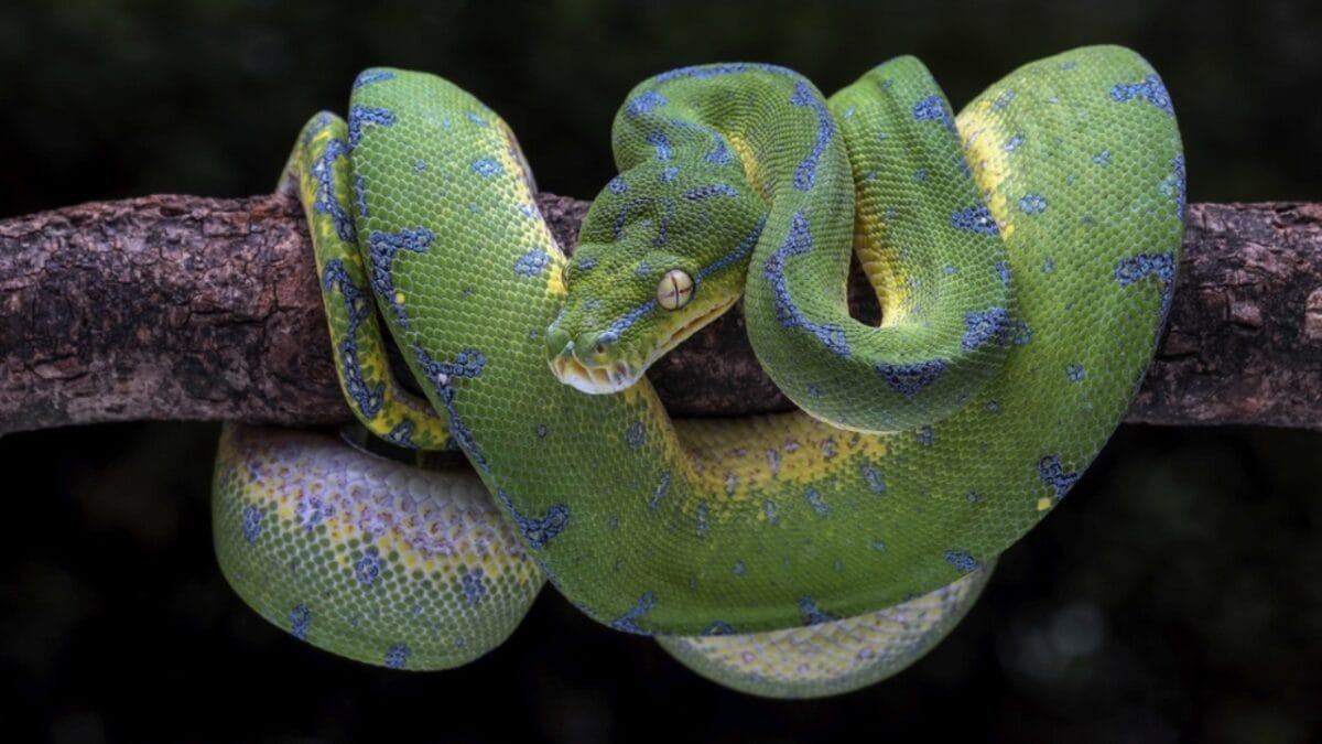 20 of the Most Colorful Snakes You'll Ever See 4 20 of the Most Colorful Snakes You'll Ever See - green tree python ss2171509039