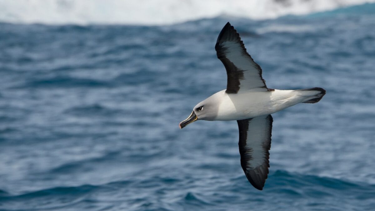 15 Birds That Take Flight at Record-Breaking Speeds 12 15 Birds That Take Flight at Record-Breaking Speeds - grey headed albatross ss389273656