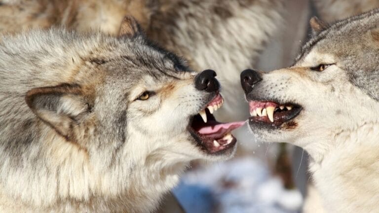 6 Predators That Can Hunt Wolves - grey wolves ss243616423