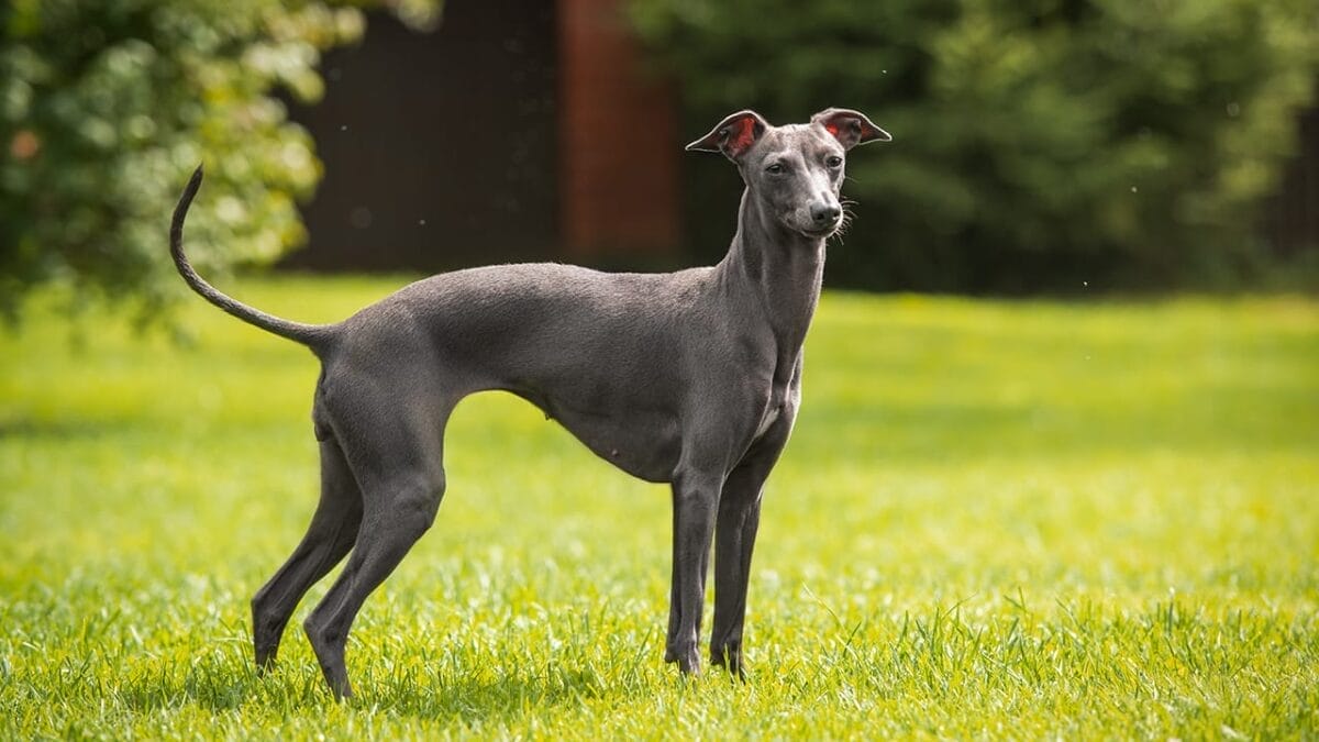 8 Fastest Dog Breeds & Their Speeds - greyhound dog ss523160830