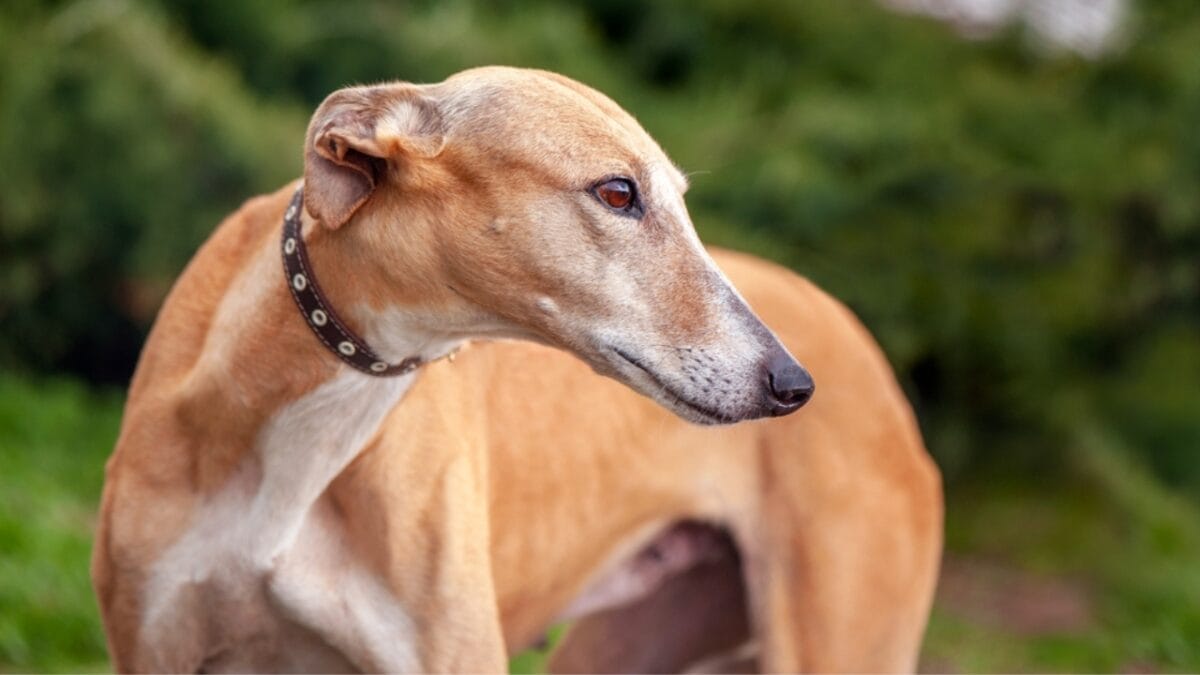 10 Remarkable Traits That Make Italian Greyhounds More Than Just Elegant Pets 8 10 Remarkable Traits That Make Italian Greyhounds More Than Just Elegant Pets - greyhound dog looking side ss2280484551