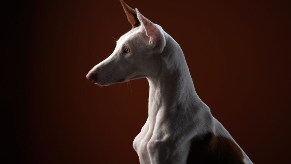 10 Unique Greyhound Facts: The Dog Breed Beloved by Cleopatra, Columbus & Hollywood Stars 9 10 Unique Greyhound Facts: The Dog Breed Beloved by Cleopatra, Columbus & Hollywood Stars - greyhound dog portrait side ss2031771419