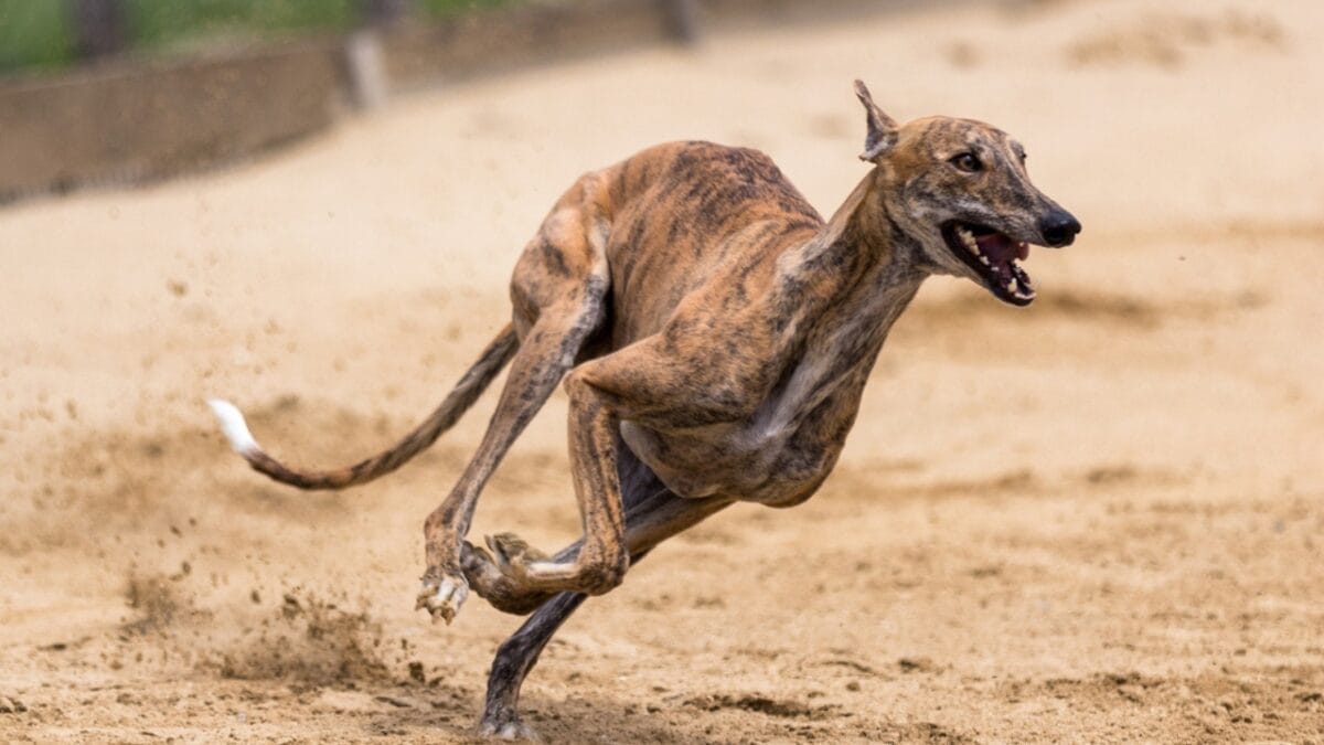 10 Remarkable Traits That Make Italian Greyhounds More Than Just Elegant Pets 3 10 Remarkable Traits That Make Italian Greyhounds More Than Just Elegant Pets - greyhound dog running ss1778551706