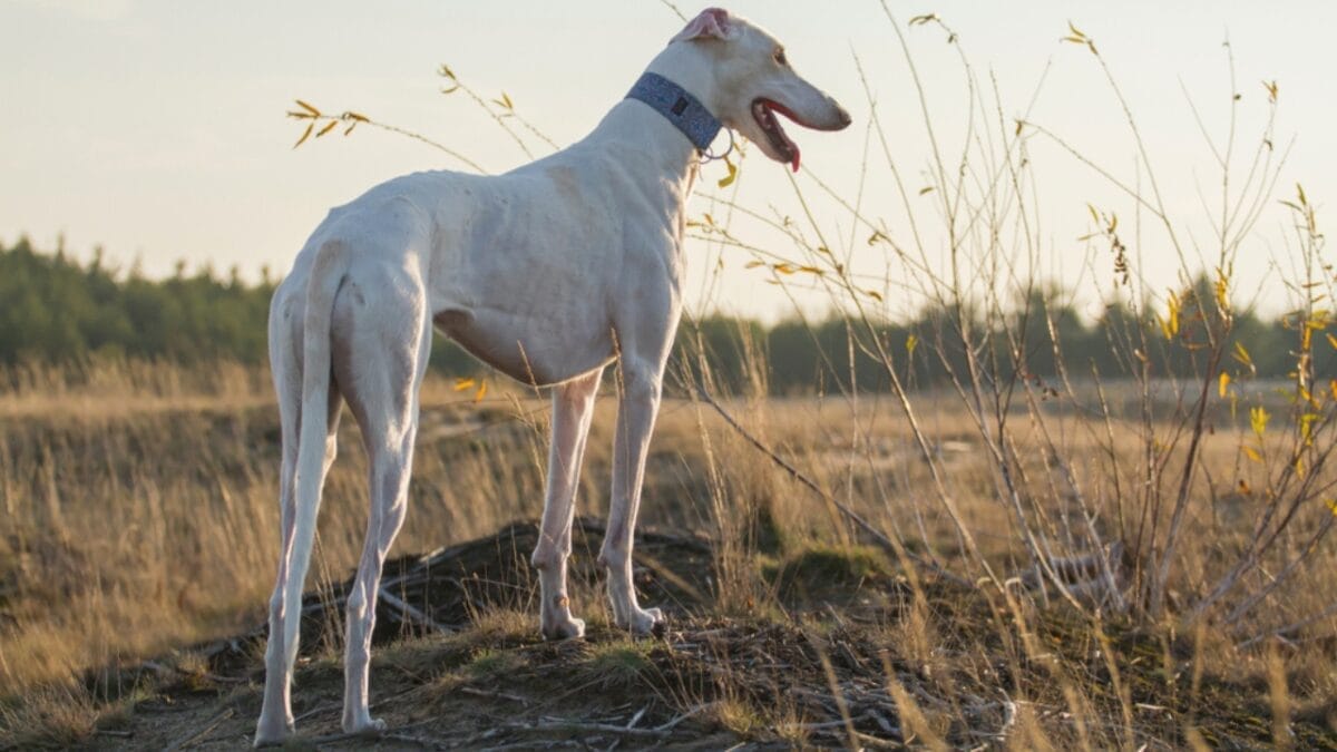 10 Remarkable Traits That Make Italian Greyhounds More Than Just Elegant Pets 9 10 Remarkable Traits That Make Italian Greyhounds More Than Just Elegant Pets - greyhound dog standing back ss1284041656