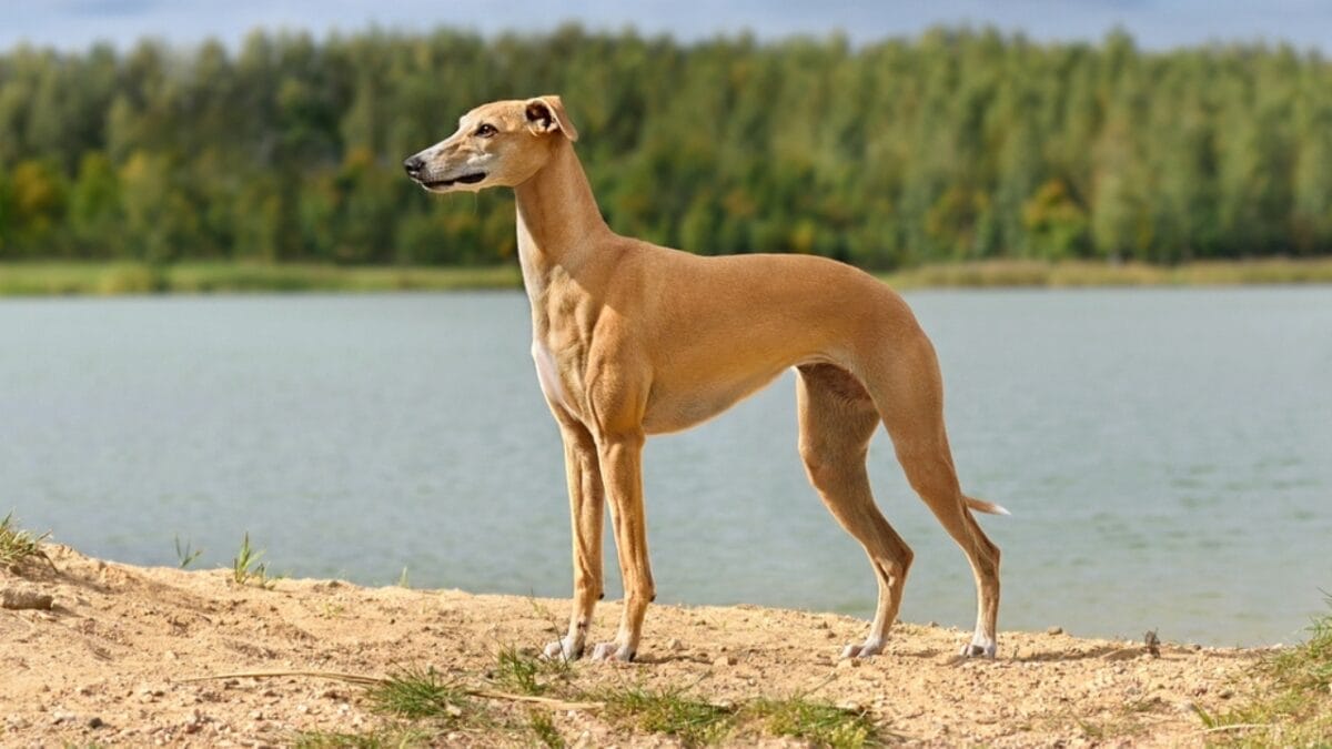 16 Calm Dog Breeds That Will Steal Your Heart, Not Your Peace 5 16 Calm Dog Breeds That Will Steal Your Heart, Not Your Peace - greyhound dog standing river ss2191433201