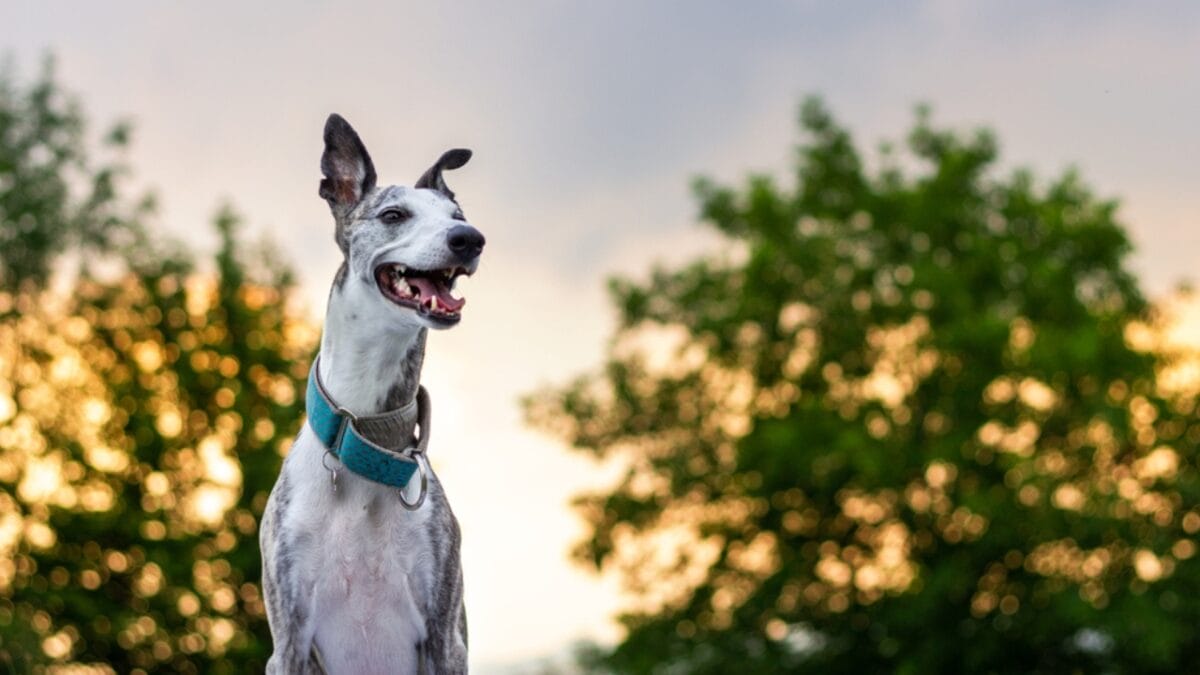 10 Unique Greyhound Facts: The Dog Breed Beloved by Cleopatra, Columbus & Hollywood Stars 3 10 Unique Greyhound Facts: The Dog Breed Beloved by Cleopatra, Columbus & Hollywood Stars - greyhound dog sunset tongue ss1519657190