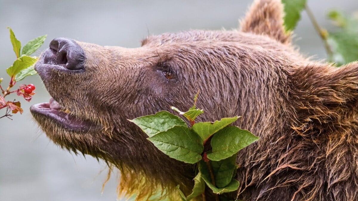 18 Wild Facts About Grizzly Bears 15 18 Wild Facts About Grizzly Bears - grizzly bear eating cranberries ss408793741