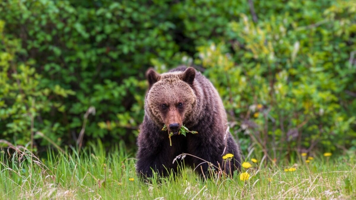 18 Wild Facts About Grizzly Bears 4 18 Wild Facts About Grizzly Bears - grizzly bear eating grass ss1366707623