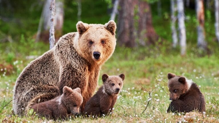 Grizzlies are Making a Comeback in These States with U.S. Government Support - grizzly bear family ss404934070