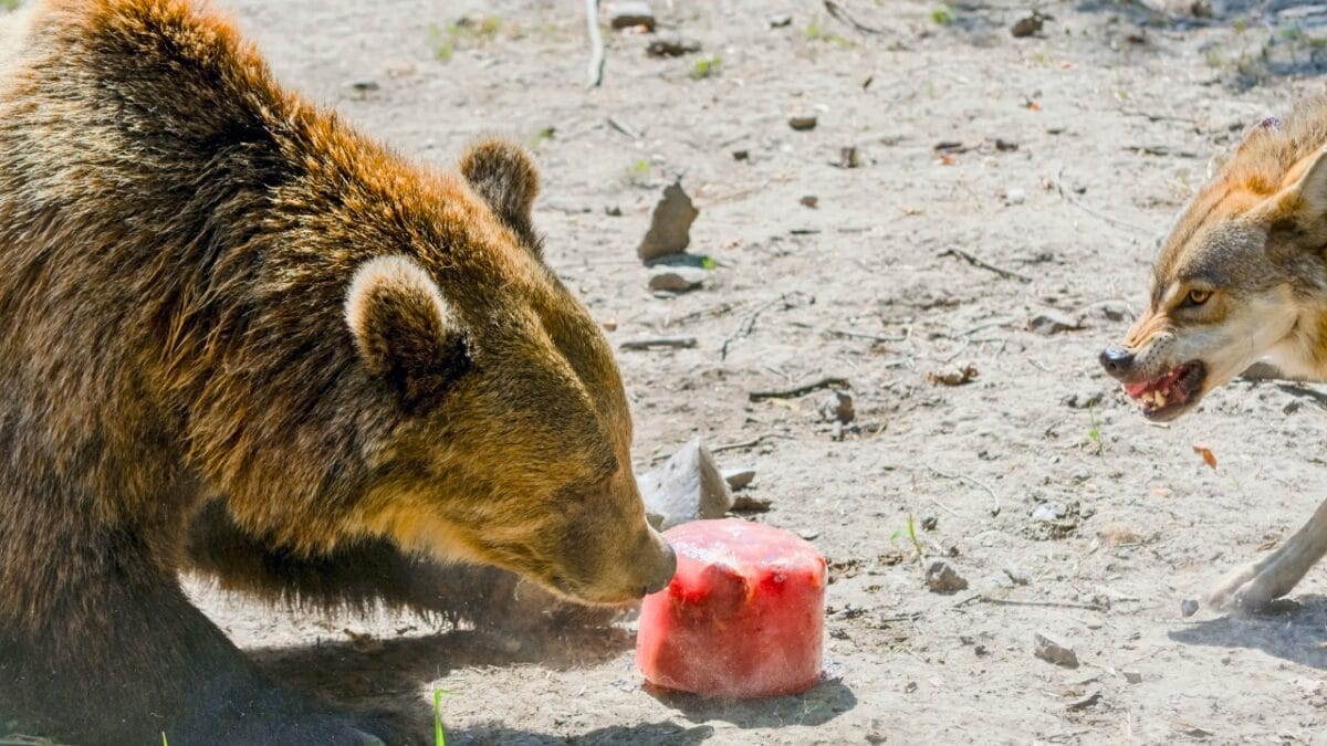 8 Formidable Predators That Can Take Down Wolves 3 8 Formidable Predators That Can Take Down Wolves - grizzly bear fighting wolf ss297877760