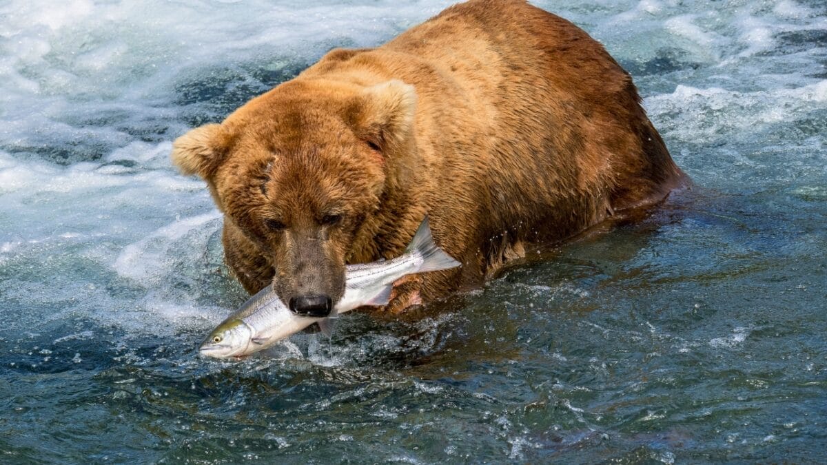 18 Wild Facts About Grizzly Bears 17 18 Wild Facts About Grizzly Bears - grizzly bear fishing ss2032188437