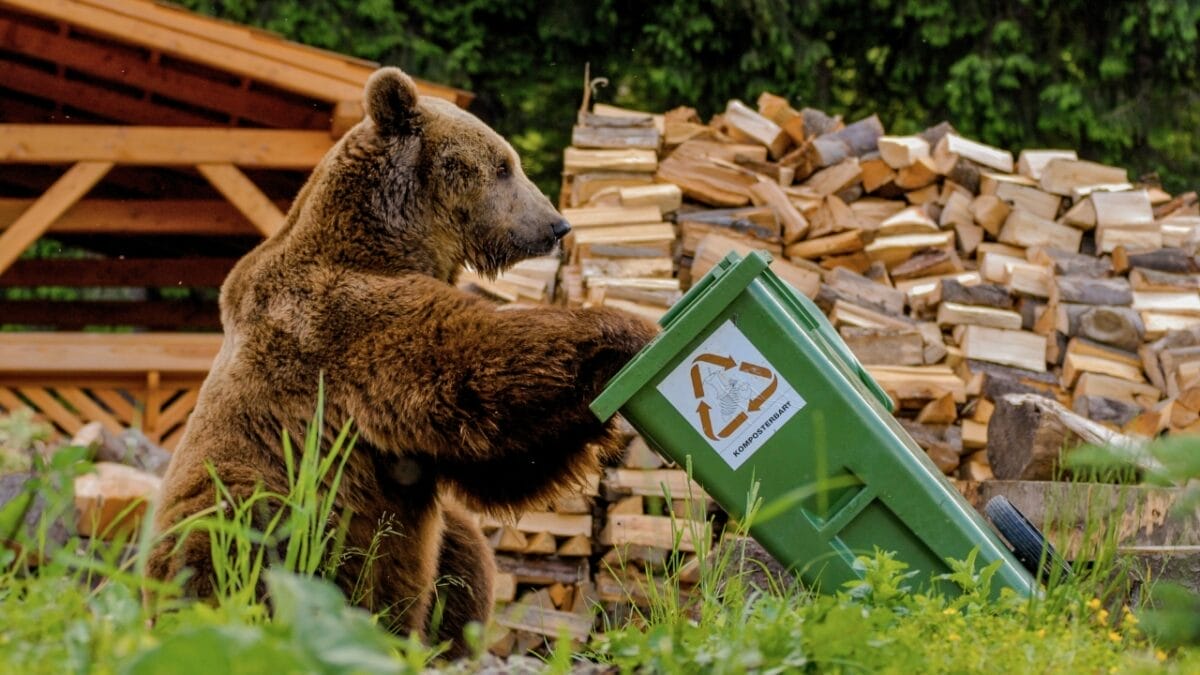Grizzlies are Making a Comeback in These States with U.S. Government Support - grizzly bear messing with garbage ss693792082