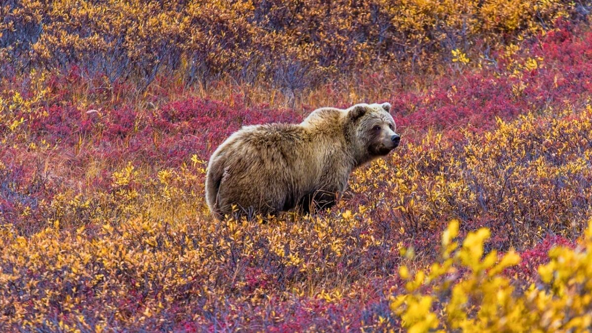 18 Wild Facts About Grizzly Bears 18 18 Wild Facts About Grizzly Bears - grizzly bear on a field of flowers ss368406296