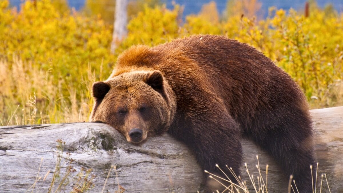 Grizzlies are Making a Comeback in These States with U.S. Government Support - grizzly bear resting on a log ss144478324