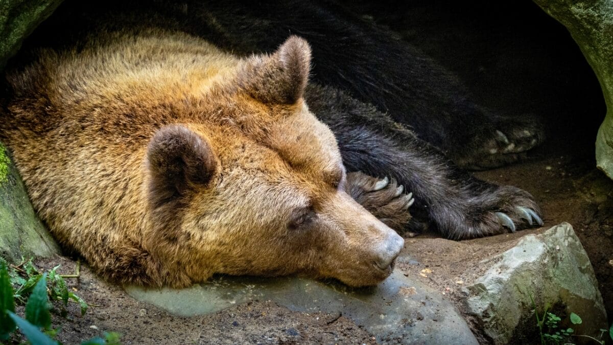 18 Wild Facts About Grizzly Bears 2 18 Wild Facts About Grizzly Bears - grizzly bear sleeping in a cave ss1798252786