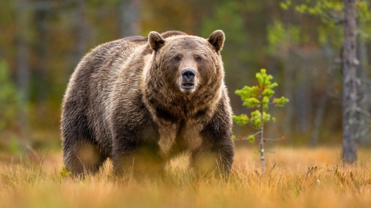 The 15 Most Dangerous Animals in North America 12 The 15 Most Dangerous Animals in North America - grizzly bear staring at camera ss2209411891