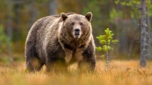 5 States Where Grizzly Bears Roam Free in the U.S. 1 5 States Where Grizzly Bears Roam Free in the U.S. - grizzly bear staring at camera ss2209411891