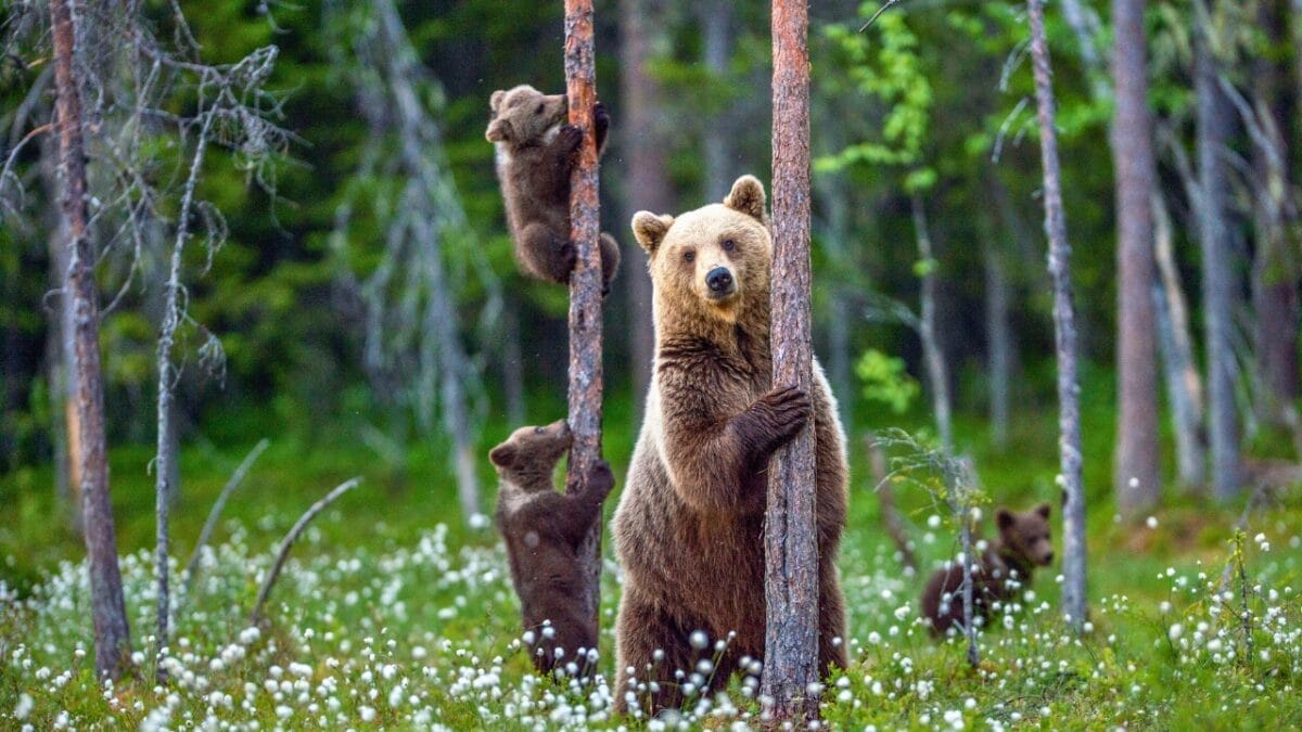 Grizzlies are Making a Comeback in These States with U.S. Government Support - grizzly bear with cubs ss1217157787