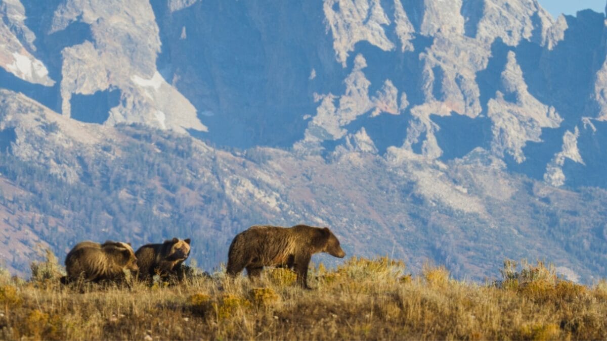 18 Wild Facts About Grizzly Bears 14 18 Wild Facts About Grizzly Bears - grizzly bears migrating ss353852225