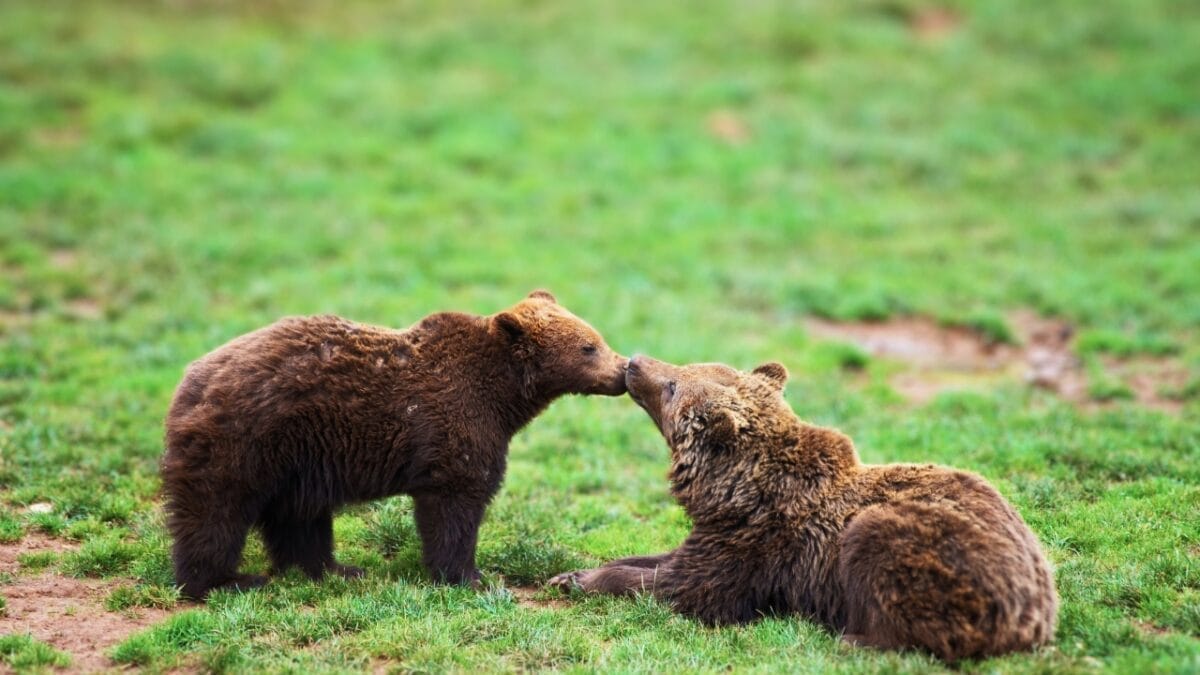 18 Wild Facts About Grizzly Bears 3 18 Wild Facts About Grizzly Bears - grizzly bears socializing ss2435757671