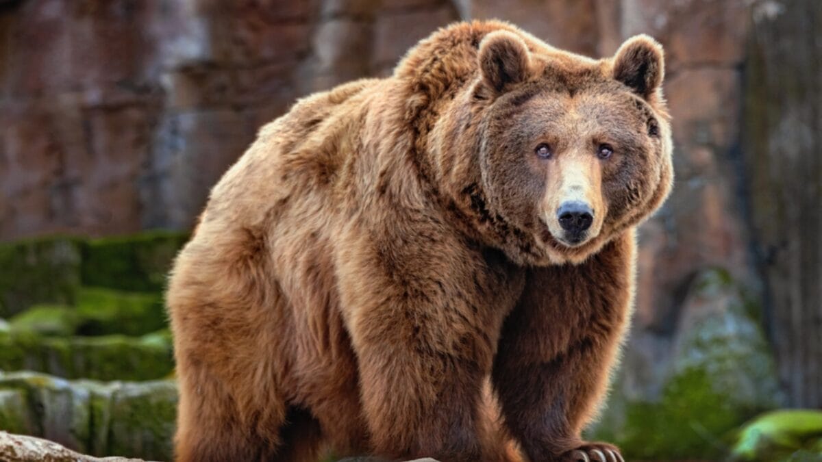 Grizzlies are Making a Comeback in These States with U.S. Government Support - grizzly bear big ss1824207539