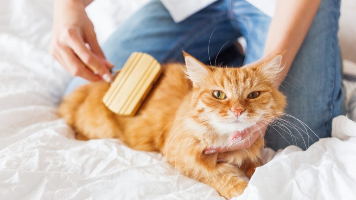 30 Ways to Become Your Cat's Best Friend - grooming cat ss720783877