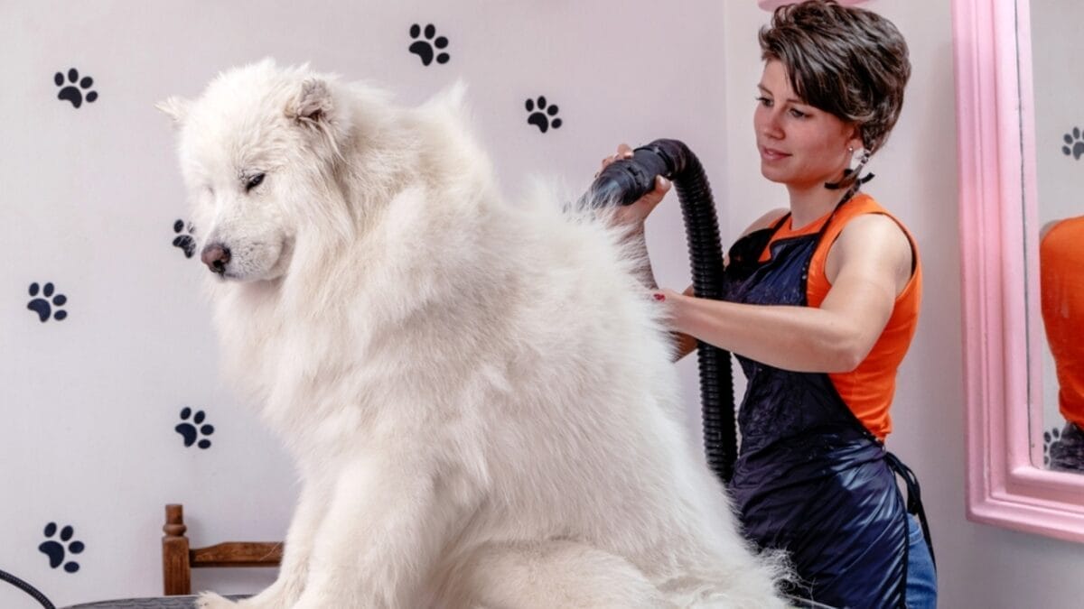 7 Samoyed-Approved Tips for Keeping Your House Fur-Free (Well, Almost) 5 7 Samoyed-Approved Tips for Keeping Your House Fur-Free (Well, Almost) - grooming samoyed ss2166404855