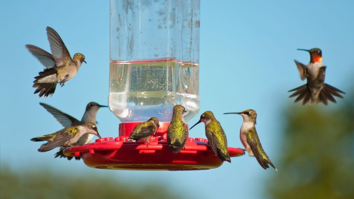 10 Effective Ways to Keep Grackles Away from Your Bird Feeders 10 10 Effective Ways to Keep Grackles Away from Your Bird Feeders - group of hummingbirds ss131455598