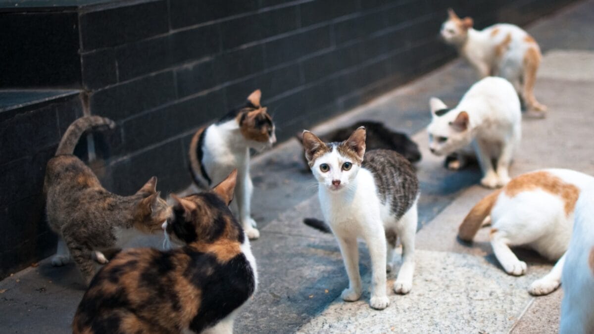 The Cat's Out of the Bag: 12 Little-Known Feline Facts 10 The Cat's Out of the Bag: 12 Little-Known Feline Facts - group of cats ss1692311005