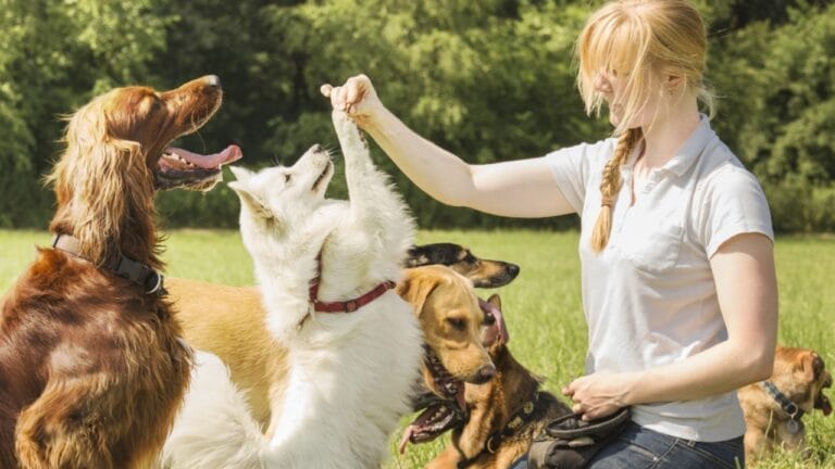 10 Worst Dog Breeds for Kids - group of dogs ss149148038