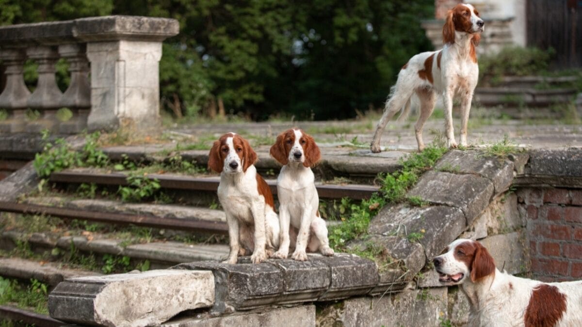 8 Things You Didn't Know About the Rare Irish Red & White Setter—With Only 500 Dogs Registered in the U.S. 9 8 Things You Didn't Know About the Rare Irish Red & White Setter—With Only 500 Dogs Registered in the U.S. - group of irish setter dogs on stairs ss2057158604