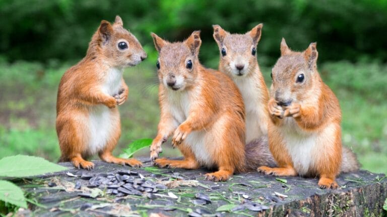 7 Best Plants to Deter Squirrels From Your Garden 4 7 Best Plants to Deter Squirrels From Your Garden - group of squirrels ss34644694