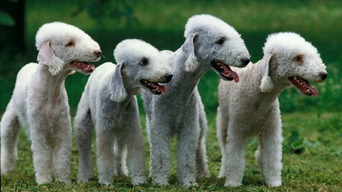 10 Bedlington Terrier Secrets Only True Dog Lovers Know 6 10 Bedlington Terrier Secrets Only True Dog Lovers Know - group terrier dogs white dp336335332