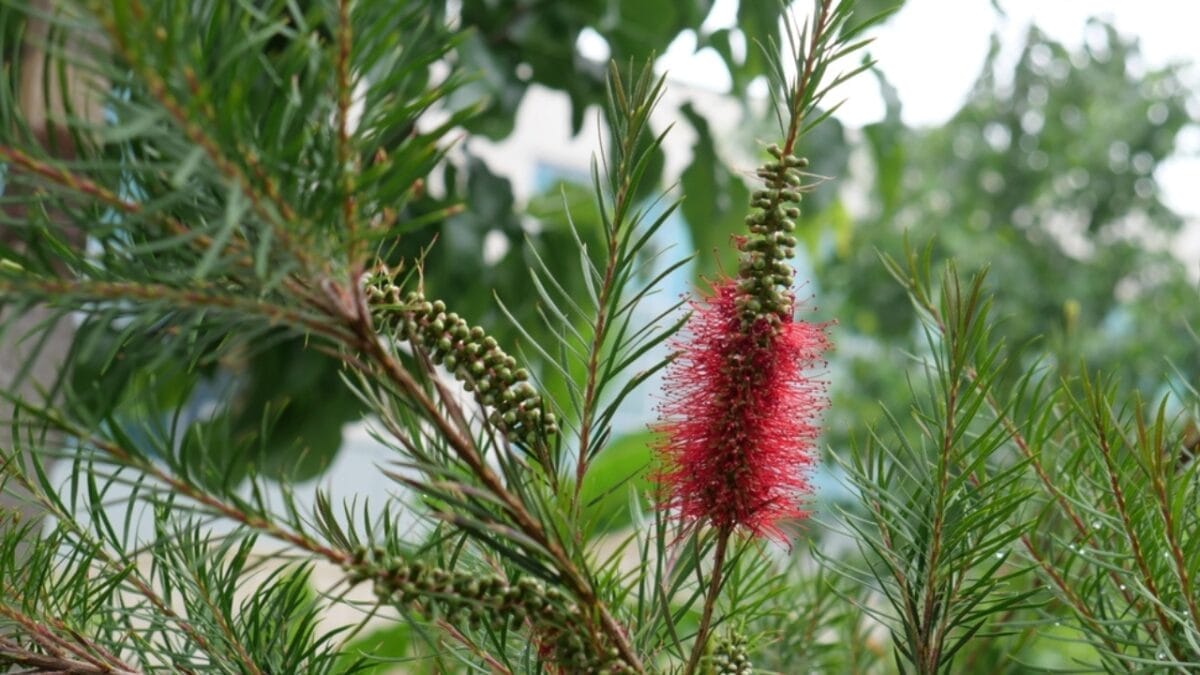 5 Reasons the Bottlebrush is a Gardener's Dream for Attracting Hummingbirds 5 5 Reasons the Bottlebrush is a Gardener's Dream for Attracting Hummingbirds - grow ss2227960427 1