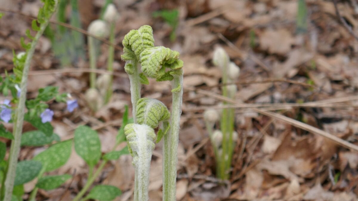 4 Benefits of Cinnamon Fern in a Hummingbird Lover's Garden 6 4 Benefits of Cinnamon Fern in a Hummingbird Lover's Garden - growing cinamon fern ss1729806301