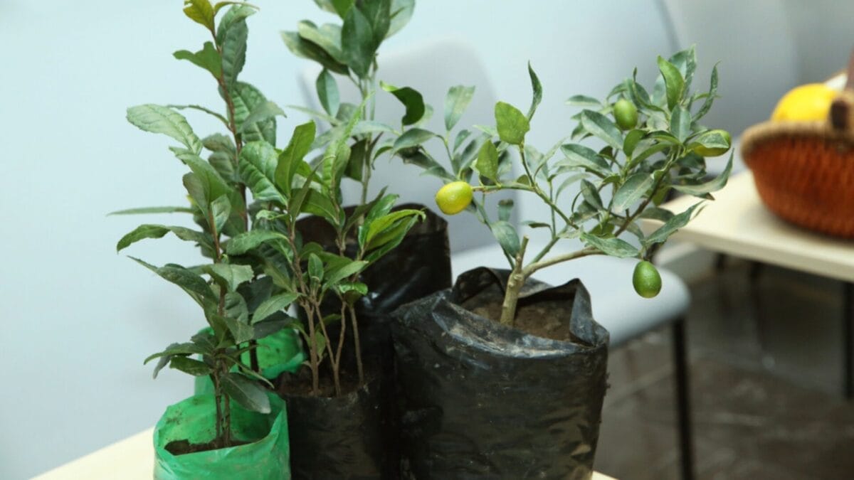 Growing Lemons in a Cup Step-by-Step 6 Growing Lemons in a Cup Step-by-Step - growing lemon ss1695583249