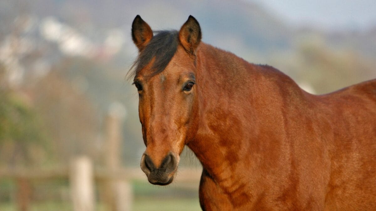 The 10 Worst Horse Breeds for Beginner Riders 11 The 10 Worst Horse Breeds for Beginner Riders - grullo horse brown dp333249950