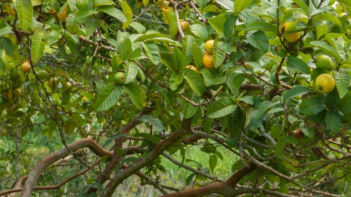 16 Fast Growing Fruit Trees for Impatient Gardeners 15 16 Fast Growing Fruit Trees for Impatient Gardeners - guava tree dp384086004