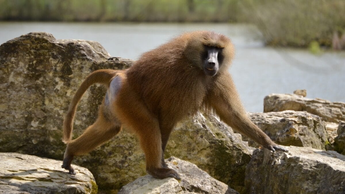 The 10 Largest Monkeys in the World 6 The 10 Largest Monkeys in the World - guinea baboon monkey ss424330477