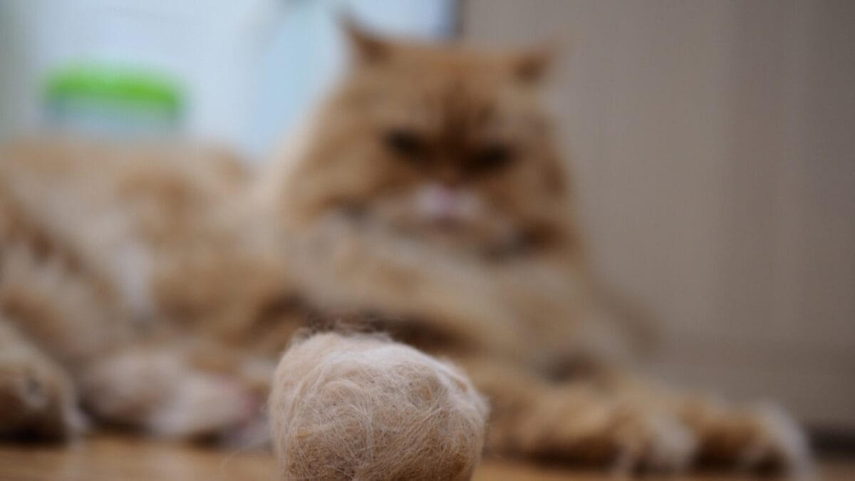 The Cat's Out of the Bag: 12 Little-Known Feline Facts 5 The Cat's Out of the Bag: 12 Little-Known Feline Facts - hairballs of cat ss791104000